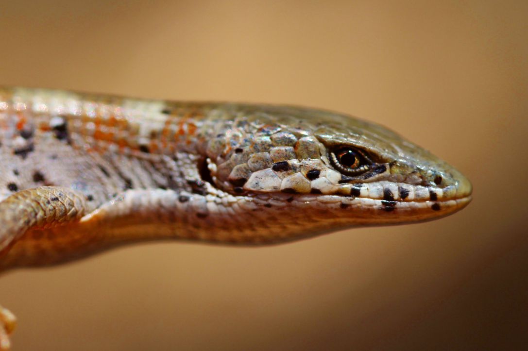 Lizard